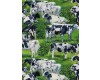 Friesian Cows cow