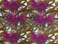Flowering Gum Purple by Adam Camilleri