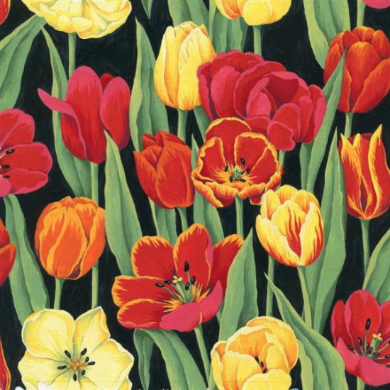 Beautiful red and yellow tulips tulip flowers on black - Click Image to Close
