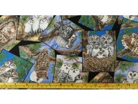 Owl Families Owls in Frames