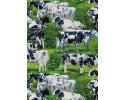 Friesian Cows cow