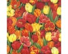 Beautiful Red and yellow tulips tulip flowers