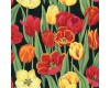 Beautiful red and yellow tulips tulip flowers on black